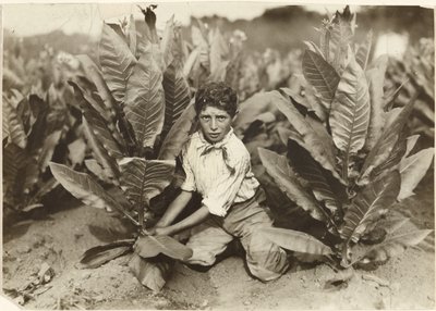 Desetiletý sběrač na tabákové farmě Gildersleeve od Lewis W. Hine