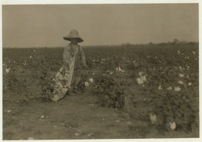 5letý Willie Hesse nasbírá 15 liber bavlny denně na 80akrové farmě svých rodičů poblíž West, Texas, 1913 od Lewis Wickes Hine