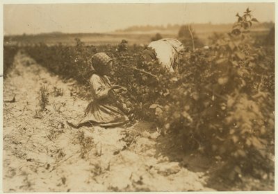 Šestiletá polská dívka, která celý den sbírá bobule se svou rodinou (Scholtz) v Rock Creek poblíž Baltimoru, Maryland, 1909 od Lewis Wickes Hine
