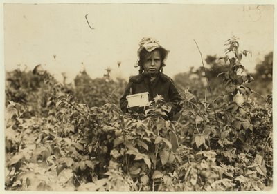 Annie Bissie sbírá bobule na polích poblíž Baltimoru, Maryland, 1909 od Lewis Wickes Hine