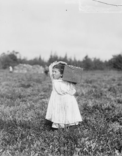 Osmiletá Jennie Camillo z Philadelphie sbírá brusinky v Theodore Budd