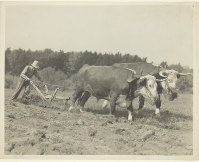 Venkovská scéna ve středním Maine, stále se používá mnoho volů od Lewis Wickes Hine