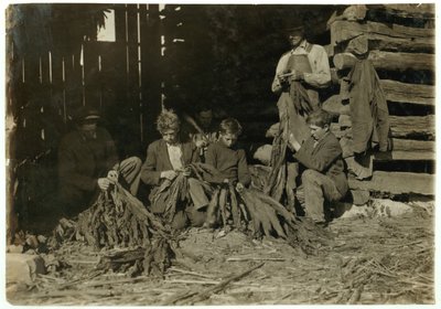Synové J.H. Burch ve věku 12, 14 a 17 let svlékal tabák během školních hodin ve Warren County, Rockfield, Kentucky, 1916 od Lewis Wickes Hine