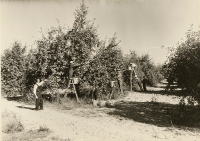 Bez názvu, ca. 1935. od Lewis Wickes Hine