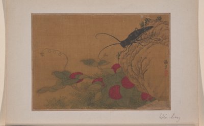 Kobylka na skále od Liang Wen