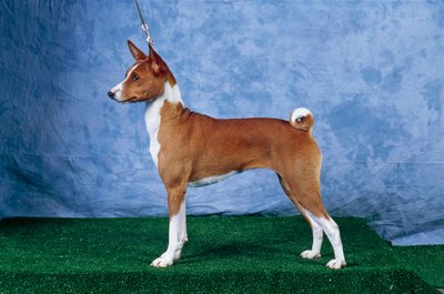 Pes basenji (foto) od Unbekannt Unbekannt