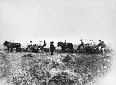 Sekání sena na polích Policoro, farmáři s koňmi a povozy, Basilicata, počátek 20. století, Itálie, 20. století od Unbekannt Unbekannt