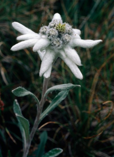 Edelweiss (foto) od Unbekannt Unbekannt