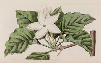Gardenia nedaleko od Lindley