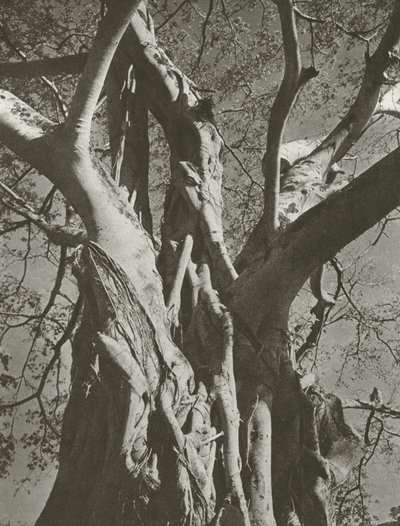Banyan tree (černobílá fotografie) od Lionel Wendt