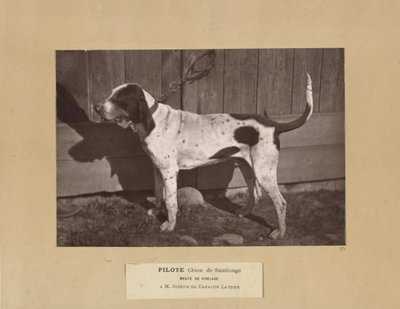 Pilote, Chien de Saintonge, Meute de Virelade, A.M. Joseph de Carayon Latour od Leon Cremiere