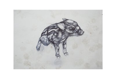 Malé prase, 2015, (bic biro na papíře) od Lou Gibbs