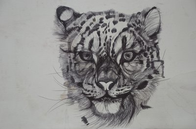 Sněžný leopard,2016,(bic biro na papíře) od Lou Gibbs