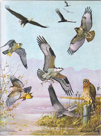 Orel bělohlavý, Turtle Vulture, Eastern Red Tailed Hawk, Duck Hawk, American Osprey, Marsh Hawk od Louis Agassiz Fuertes