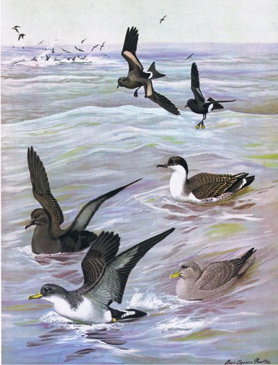 Ilustrace z hospody The Natural History of American Birds of Eastern and Central North America. od Bramhall House kolem roku 1970 od Louis Agassiz Fuertes