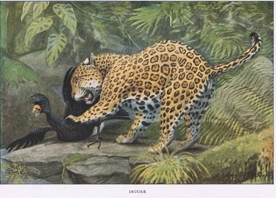 Jaguar od Louis Agassiz Fuertes