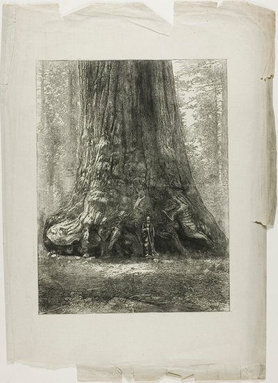 Pokroucené stromy od Louis Auguste Lepère