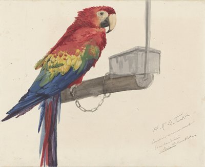 Papoušek od Louis Charles Bombled
