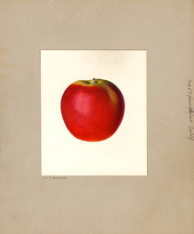 Jablko domácí (Malus domestica: č. 57) (akvarel) od Louis Charles Christopher Krieger