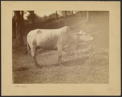 [Steer] od Louis Comfort Tiffany