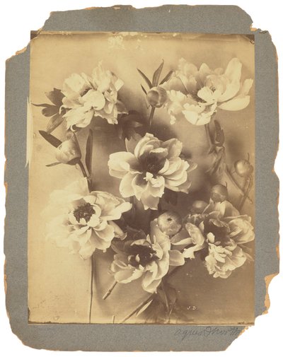 Tiffany Studios, cca 1898-1920 (fotografie č/b) od Louis Comfort Tiffany