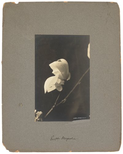 Tiffany Studios, cca 1898-1920 (fotografie č/b) od Louis Comfort Tiffany