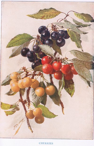 Třešně, ilustrace z 