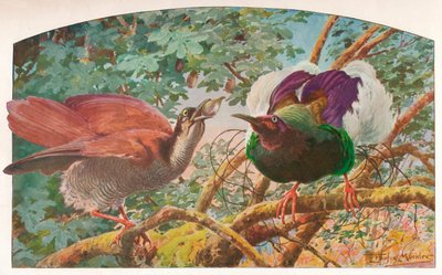 Dvanáctidrátové Birds of Paradise, c1910, 1911 od Louis Fairfax Muckley
