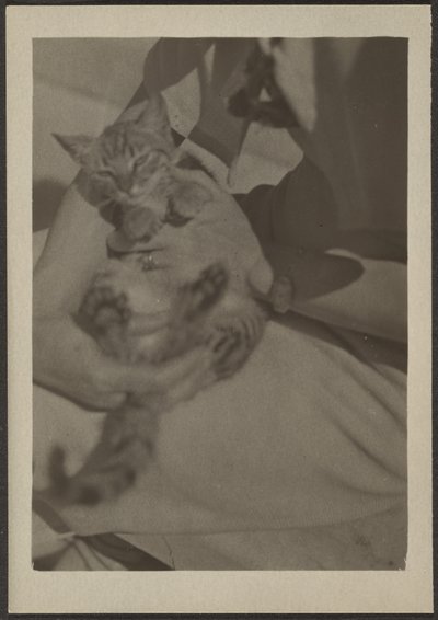 [Cat] od Louis Fleckenstein
