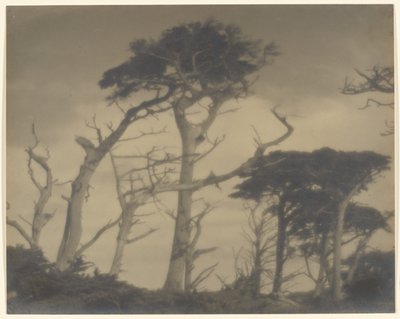 Twin Brothers - Carmel od Louis Fleckenstein