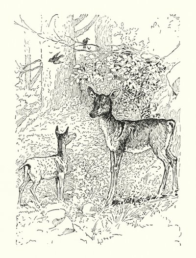 Jelen a jeho matka (litografie) od Louis John Rhead