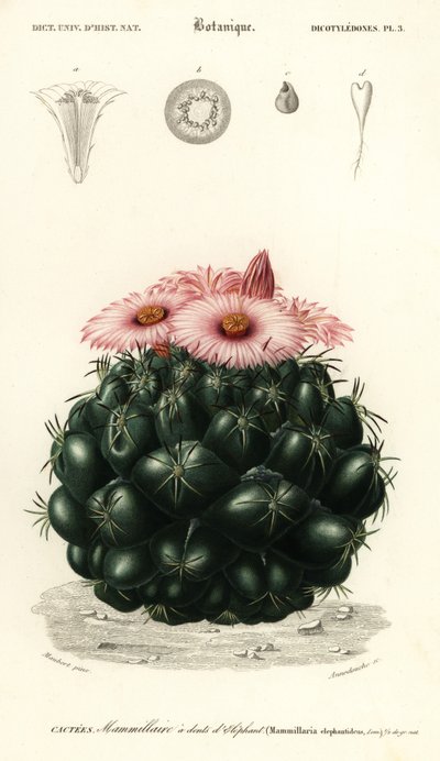 Kaktus úlu, Coryphantha elephantidens., 1849 (rytina) od Louis Joseph Edouard Maubert