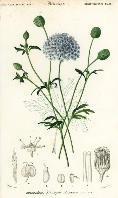Modrý krajkový květ, Trachymene coerulea. ,1849 (rytina) od Louis Joseph Edouard Maubert