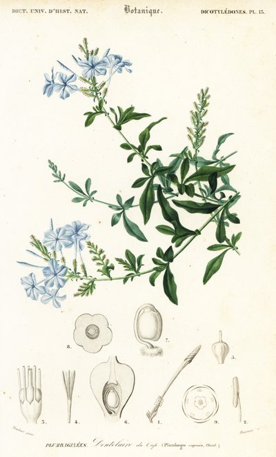 Olovnice kapská, Plumbago auriculata, 1849 (rytina) od Louis Joseph Edouard Maubert