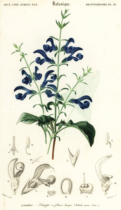 Šalvěj hořcová nebo šalvěj rozprostřená, Salvia patens., 1849 (rytina) od Louis Joseph Edouard Maubert