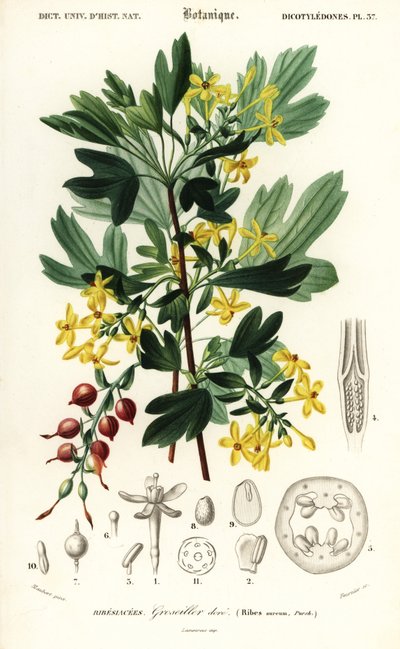 Zlatý rybíz, zlatý rybíz. ,1849 (rytina) od Louis Joseph Edouard Maubert