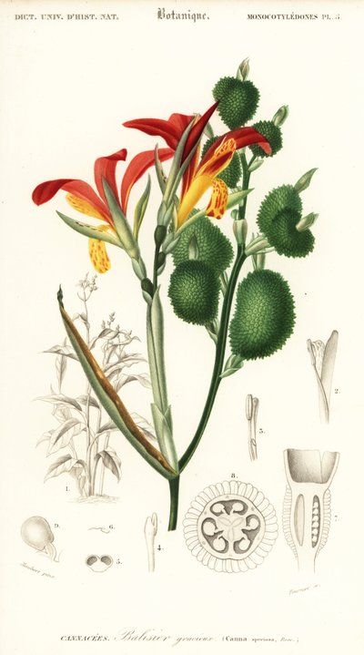 Indický výstřel, Canna indica. ,1849 (rytina) od Louis Joseph Edouard Maubert
