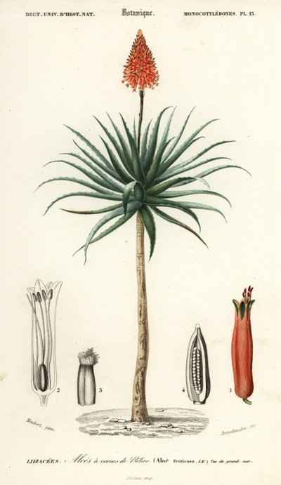 Krantz aloe, Aloe arborescens., 1849 (rytina) od Louis Joseph Edouard Maubert