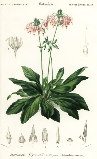 Shooting star nebo východní padající hvězda, Dodecatheon mediadia. ,1849 (rytina) od Louis Joseph Edouard Maubert