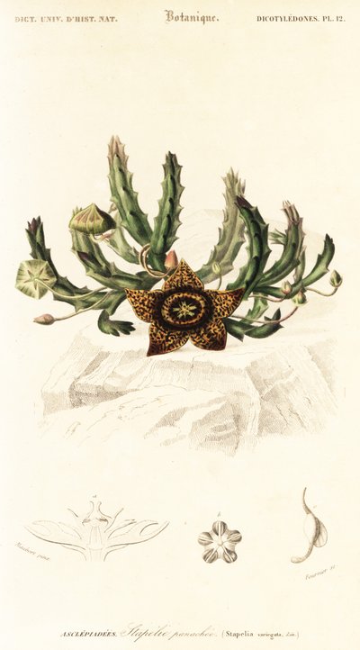 Hvězdný květ, Orbea variegata., 1849 (rytina) od Louis Joseph Edouard Maubert