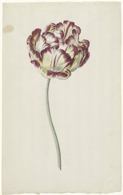 Tulipán od Louis Moritz