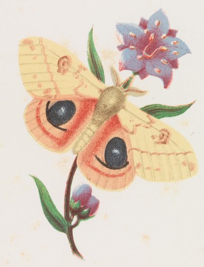 Sulphur Peacock Moth, 1862. od Louis Prang