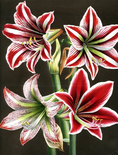 AMARYLLIS HIPPEASTRA (rytina) od Louis Van Houtte