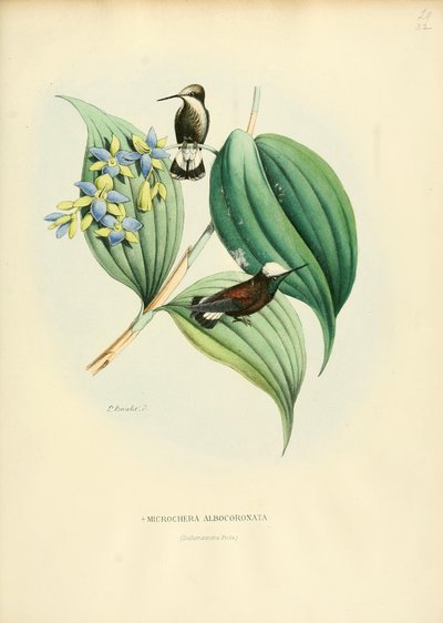 Microchera albocoronata od Louis Victor Bevalet