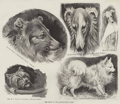 Výstava psů v Zemědělské hale od Louis Wain