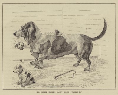 Baset Pallas II pana George Krehla od Louis Wain