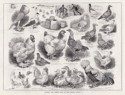 Výstava drůbeže a holubů v Crystal Palace (rytina) od Louis Wain