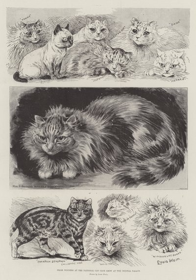 Vítězové na Národní klubové výstavě koček v Crystal Palace od Louis Wain