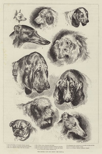 Výstava psů Kennel Club od Louis Wain