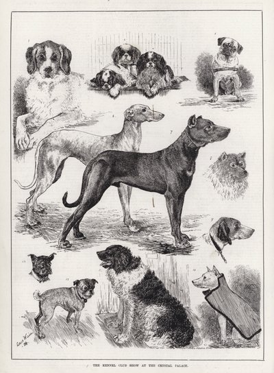 Výstava Kennel Club Show v Crystal Palace (rytina) od Louis Wain